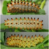 z polyxena larva5 volg1